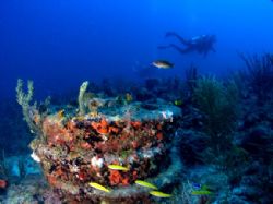 Sanctuary reef in Pampano bch FL by Becky Kagan 